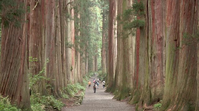 戸隠神社奥社　参道の杉並木