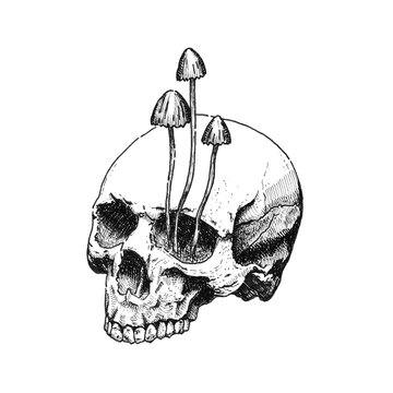 Hand-drawn black liner illustration of an abstract human skull with mushrooms growing from the eye socket on white background. Lines, dots, and hatching. Dark, surreal, gothic and macabre aesthetic.