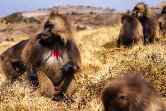 Gelada, gelada baboon, the bleeding-heart monkey, in Simien National Park, world heritage site in the Ethiopian Highlands