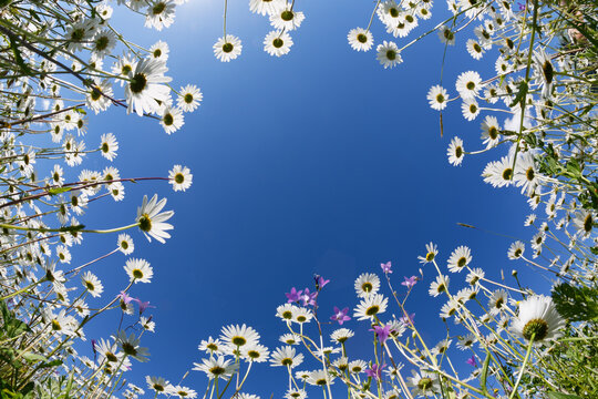 Austria, Carinthia, Marguerite flowers against sky