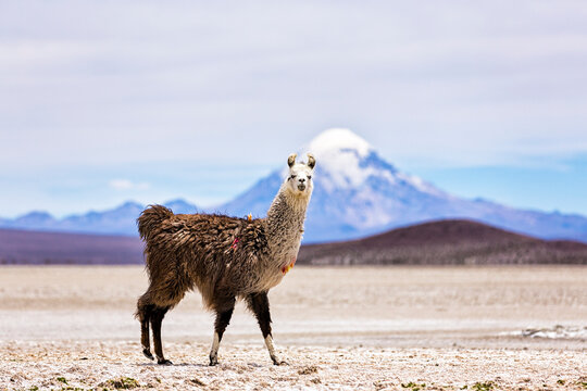 Chile, Lama, Lama glama, standing in the Atacama Desert