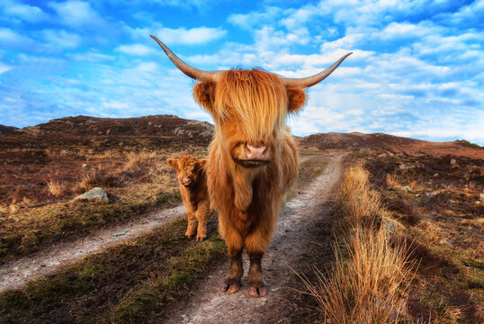 UK, Scotland, Highland cattle with calf at Laide