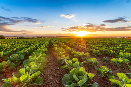 United KIngdom, East Lothian, field of brussels sprouts, Brassica oleracea, against the evening sun