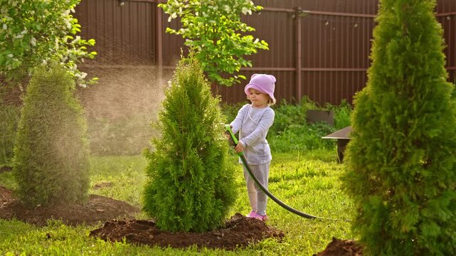 Adorable little child happily watering young thuja trees with a garden hose in the backyard during a sunny summer day, learning about plant care and helping with household chores
