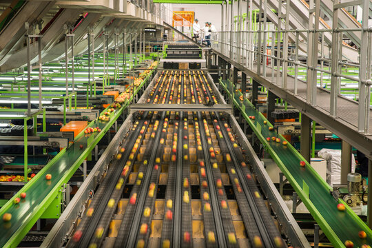 Apple factory, sorting machine