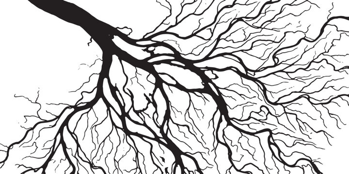 Intricate bare winter tree branch and root silhouette, black line art vector