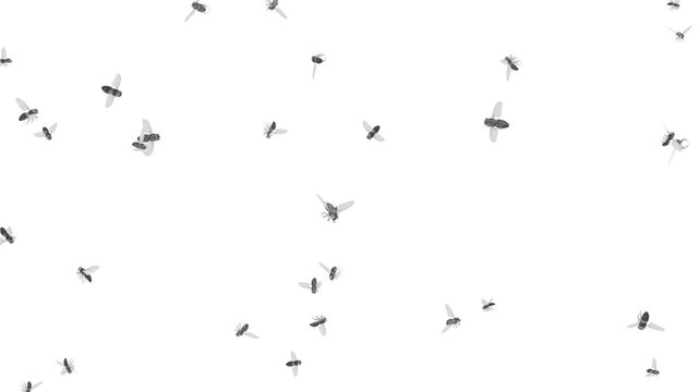 Lots of houseflies in flight. Realistic swarm of flies on the move. A swarm of insects on a white background.