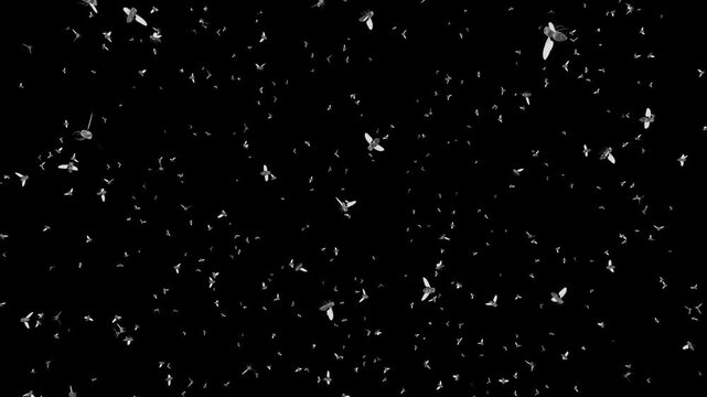 A thick cloud of buzzing flies. Animation of a dense swarm of flies. Realistic insects on a black background.