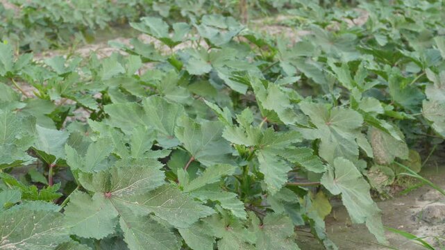 Healthy okra plants thriving in vibrant vegetable garden