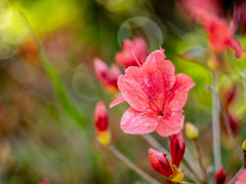 Dreamy pink azalea flower with soft vintage bokeh