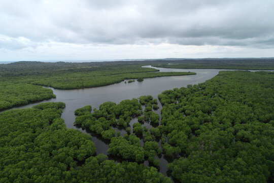 Mangrove tree on the river in Bintan