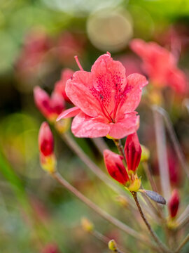 Soft pink azalea flower with dreamy spring bokeh