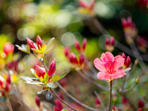 Pink azalea blossom with dreamy spring bokeh