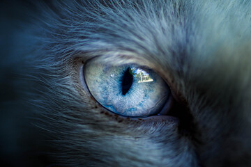 Wildlife inspiration in a pet portrait: close-up of a tabby cat's wild eye © Arya