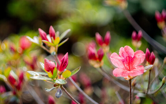 Pink azalea flower with soft dreamy vintage bokeh