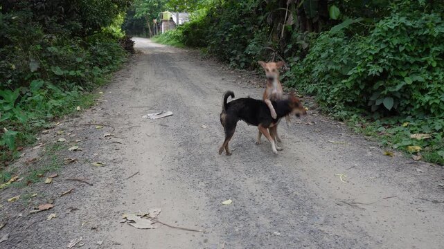 Indian street dogs known as Indian Pariah dogs or Desi dogs.