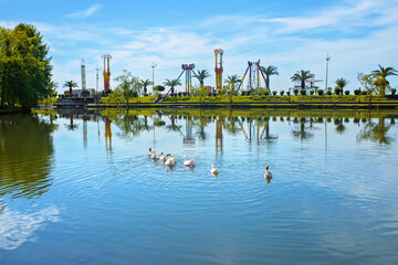 A flock of white geese swimming in a line on a calm lake water surface with beautiful reflections against an amusement park with rides and palm trees on a sunny day. Batumi, Georgia. © Elena