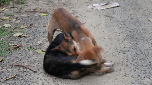 Street dogs playfully wrestling during active social interaction