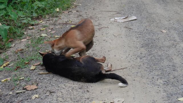 Stray dogs playing outdoors with energetic interaction