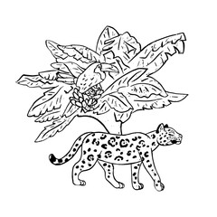 Naklejka premium Black and white textured vector illustration of a wild jaguar walking past tropical banana tree with toucan bird. Naive style monochrome jungle wildlife animal clipart