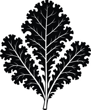 A single curly kale leaf black color vector on white background.