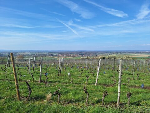 Weinberg bei Klein-Umstadt