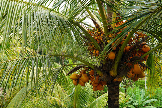 tropical landscape on java island