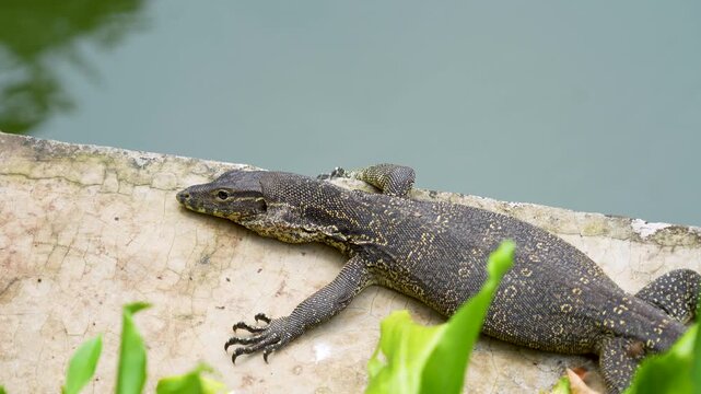Large lizard (monitor lizard) walking on concrete, river bank.