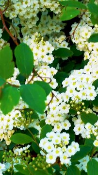 Blooming spirea bush in the garden. Flowering spirea in the spring in the park. Camera movement. The concept of parks, gardens, landscape design. Vertical, vertical video.