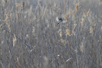 Samiec potrzosa zwyczajnego (Emberiza schoeniclus) w locie pośród suchych trzcin © Joanna