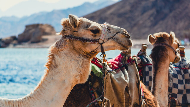Camel on the Red Sea beach in Egypt