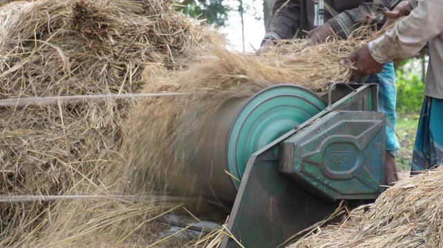 powerful paddy threshing machine working during rural harvest