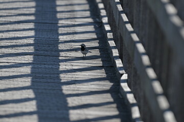 Pliszka siwa (Motacilla alba) na drewnianej kładce w otoczeniu geometrycznych cieni barierki © Joanna