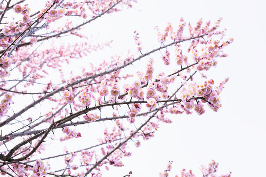 Pink cherry blossom branches in full bloom against a bright sky. Delicate spring flowers with yellow stamens create a soft seasonal scene. Ideal for seasonal greetings, wellness. Flowers background.