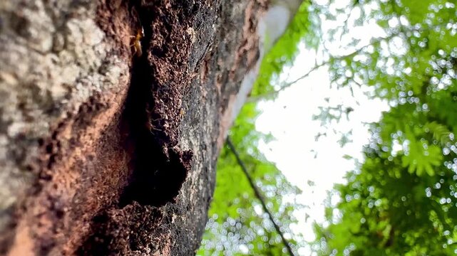 Macro video of termites crawling through decayed tree bark in a natural forest environment. Detailed close-up footage showing insect activity, wood texture, and organic ecosystem behavior.