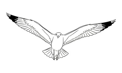 Fototapeta premium Seagull Flying with Wings Spread Line Art Illustration