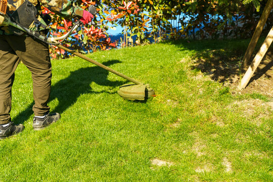 Gardener trimming lawn with grass trimmer near hedge in sunny backyard
