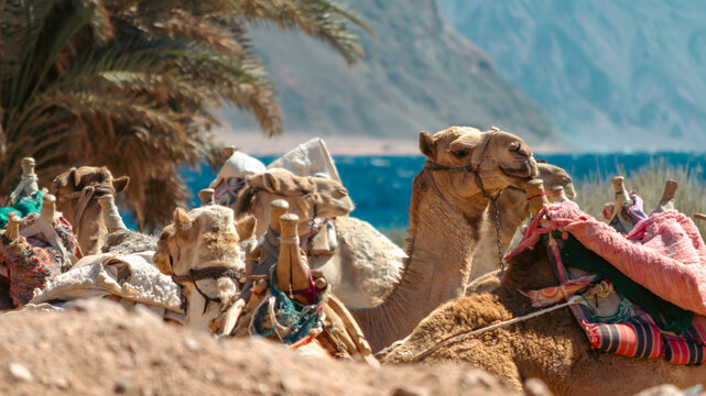 landscape with a caravan lying camels in Egypt Dahab