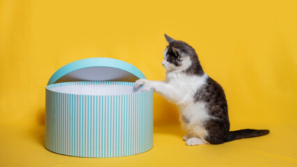gray-and-white kitten climbing into a striped round cardboard hatbox of turquoise color on a bright yellow background © Sofiia