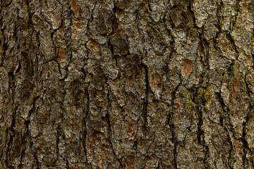 Obraz premium Tree bark texture background close up natural wood pattern