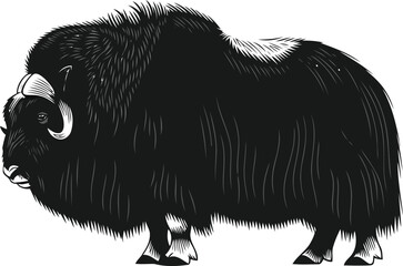 Muskox illustration, vector drawing of an arctic animal © Nasrin