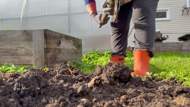 Close-up of a person wearing bright orange rubber boots digging the soil with a shovel in a garden. 