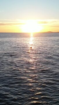 Mobula Rays Jumping at Sunset Over the Ocean in Portrait Video