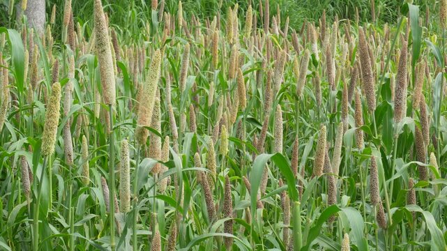 Field of Pearl Millet Bajra or Kambu in India