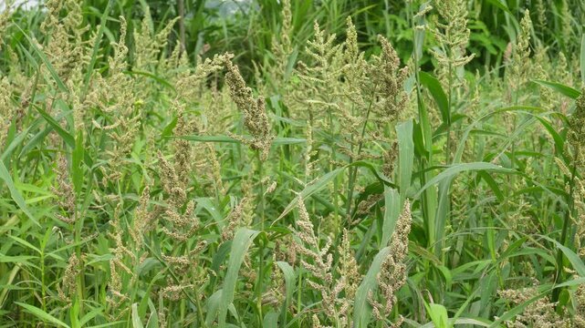 Golden millet and sorghum crops growing in rural farmland