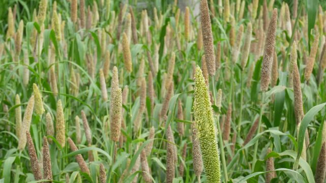 Pearl Millet Bajra Field Swaying Beautifully in Golden Sunlight