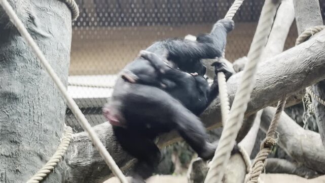 Young chimpanzee climbing in rope hammock