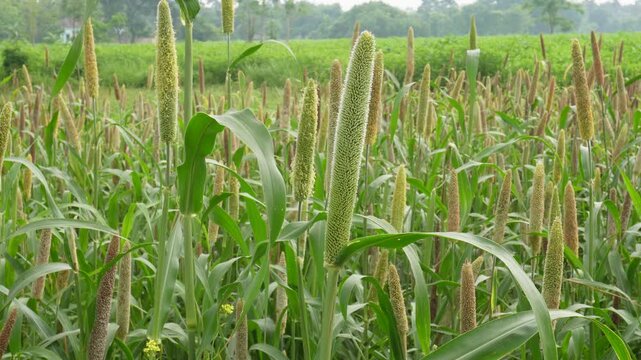 Pearl millet field swaying in summer breeze
