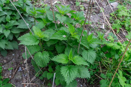 Bushes of young stinging nettle with dry last year's stems