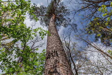 Fototapeta premium High pine in forest, bottom-up view along the trunk
